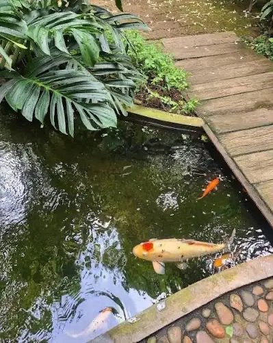 บ่อปลาสีสันสดใสข้างทางเดินไม้