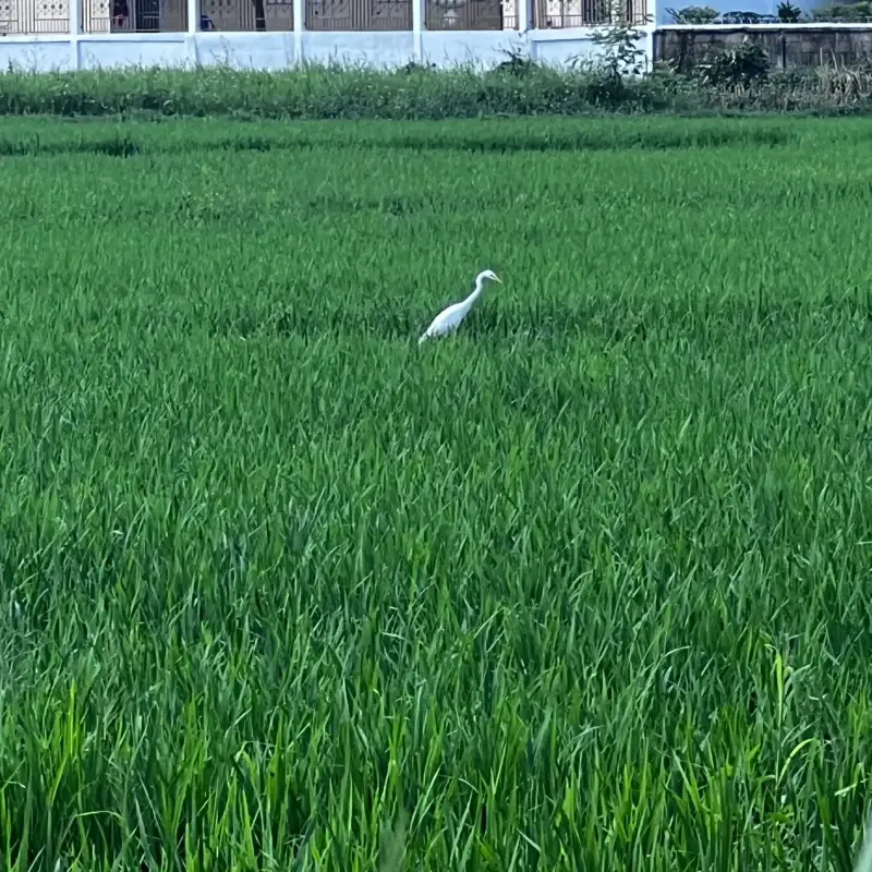 Weißer Vogel in einem grünen Feld